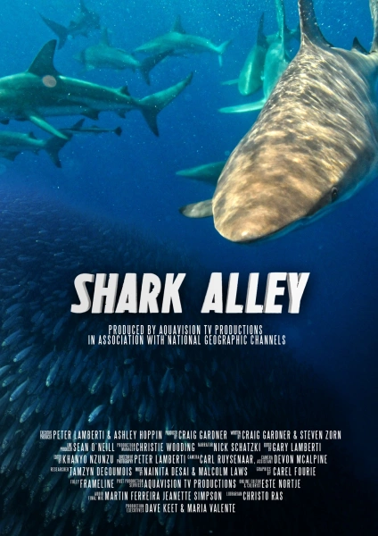 Shark Alley