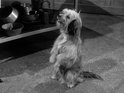 My Dog the Actor