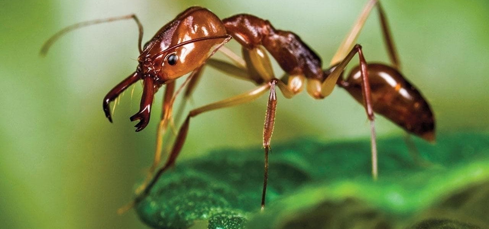 Ants: Nature's Secret Power