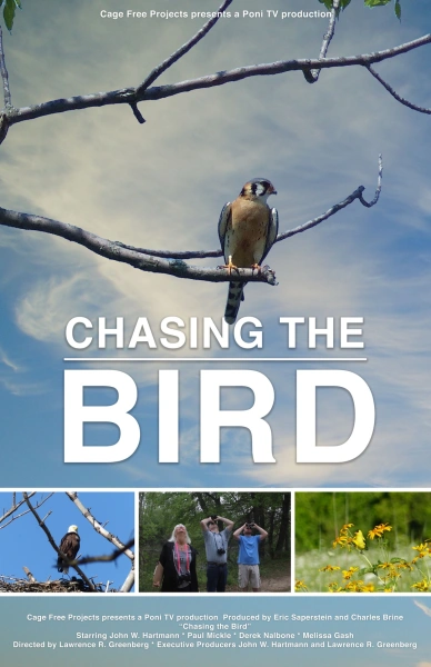 Chasing the Bird