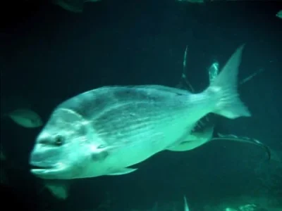 Freshwater Shark