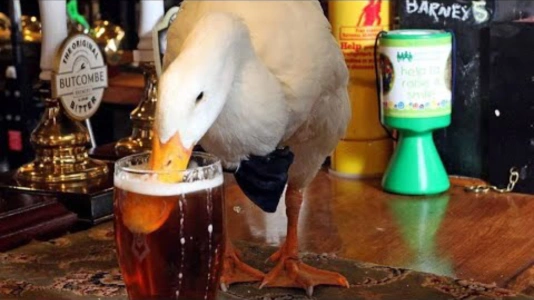 Duck Walks Into Pub, Downs Pint, Fights Dog, Loses