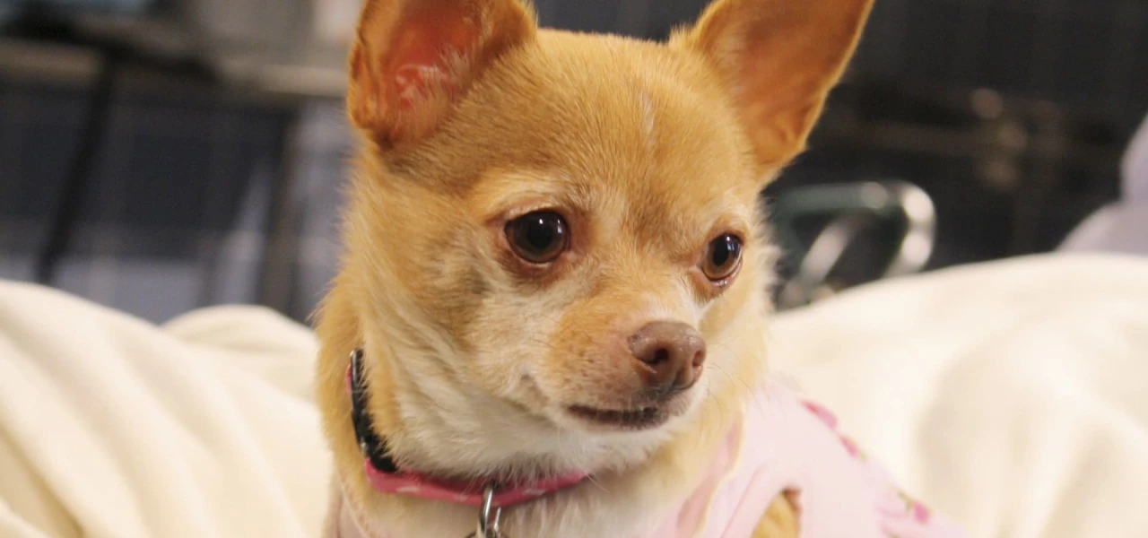 Chihuahua: The Movie