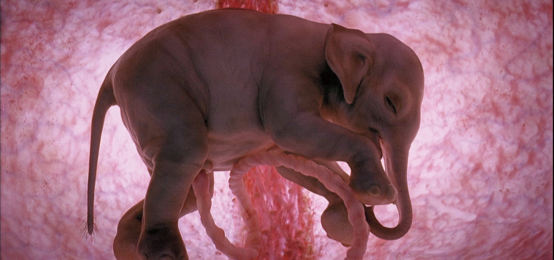 Animals in the Womb