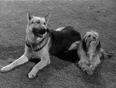 A Tale of Two Dogs