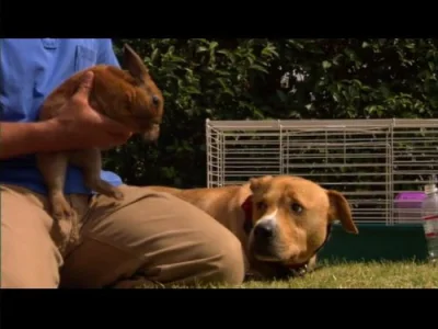 Buddy, Teddy, and Matilda