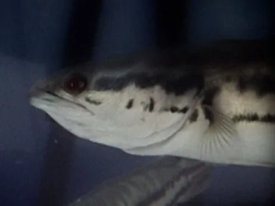 Killer Snakehead