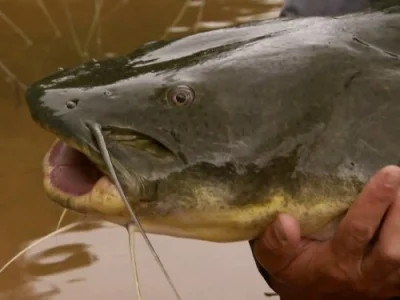 Amazon Flesh Eaters