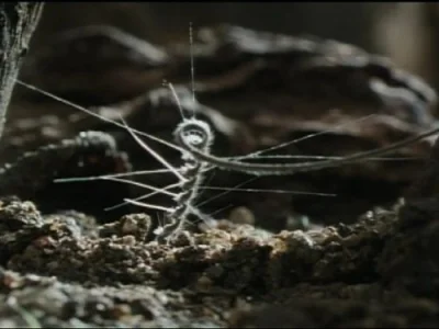Peculiar Plants