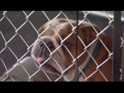Pups on Parole and Eton & Dolly