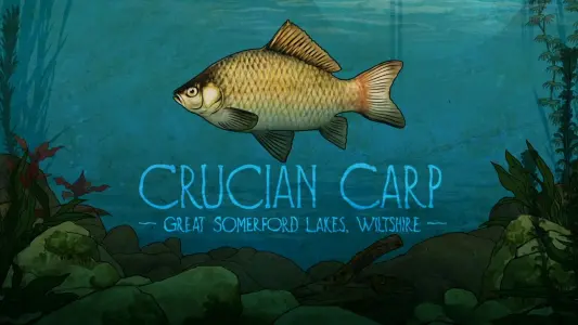 Crucian Carp: Great Somerford Lakes, Wiltshire