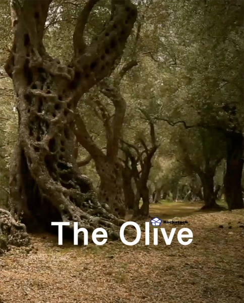 The Olive