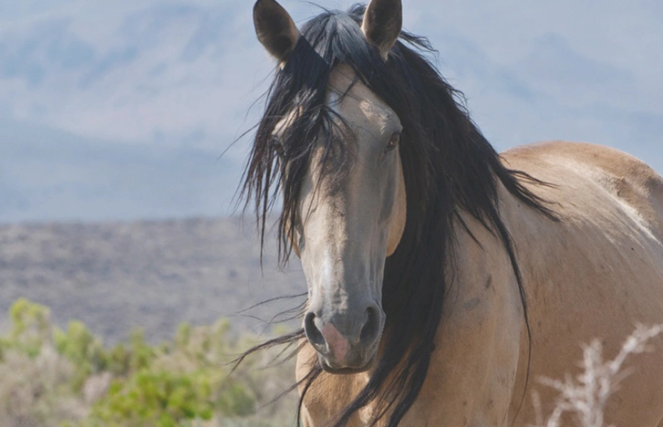 Untamed Legacy: America's Wild Mustang