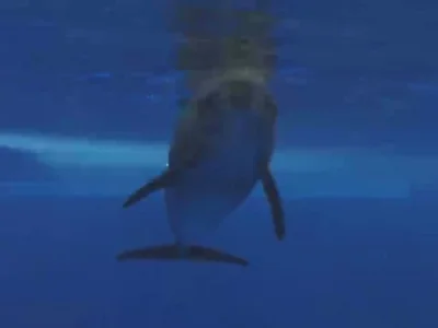 Strayed from the Sea