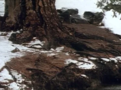 Chipmunks of Yosemite