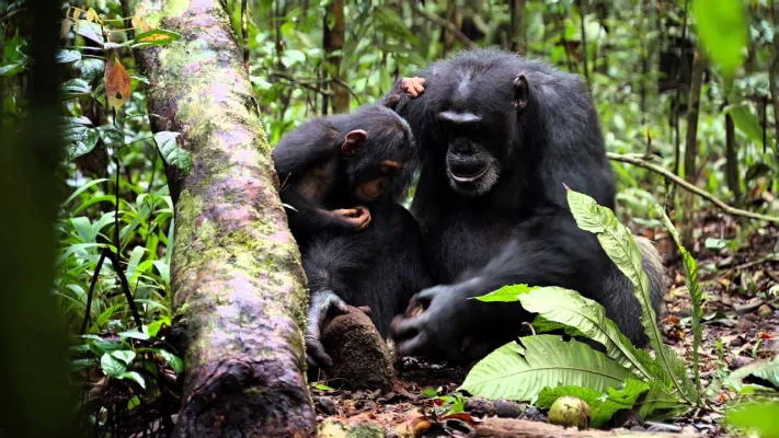 Chimpanzee Trailer - In Theaters April 20