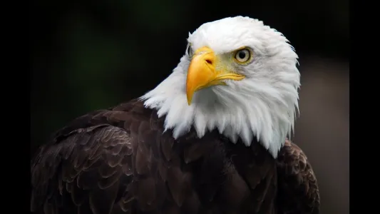 American Eagle