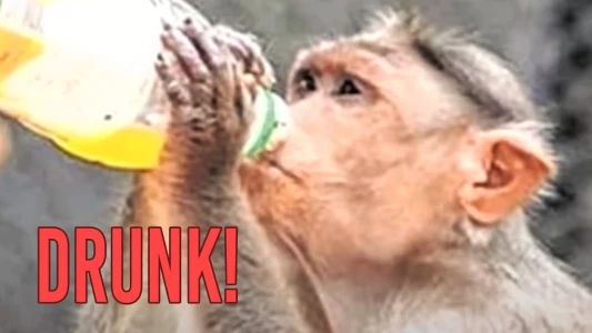 Alcoholic Monkey Attacks 250 People