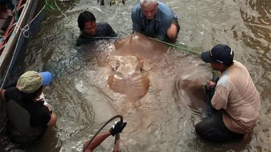 Demon Fish
