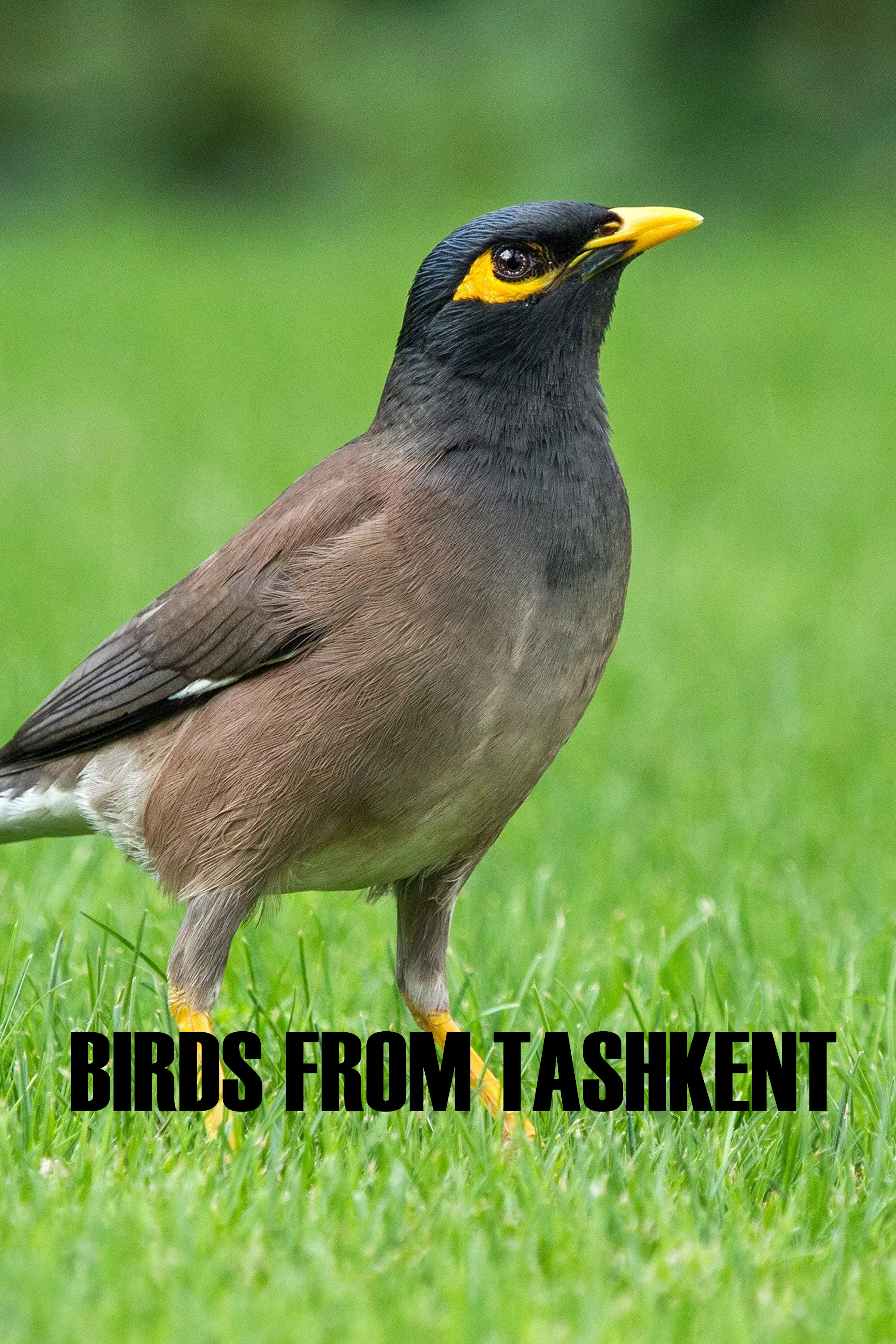 Birds from Tashkent