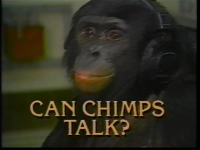 Chimp Talk