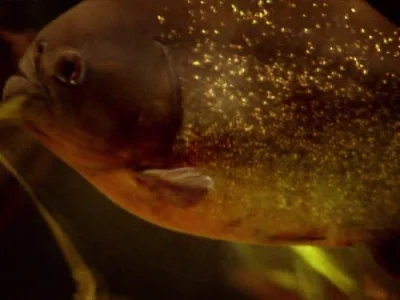 Piranha