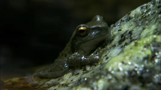 Frogs: The Thin Green Line