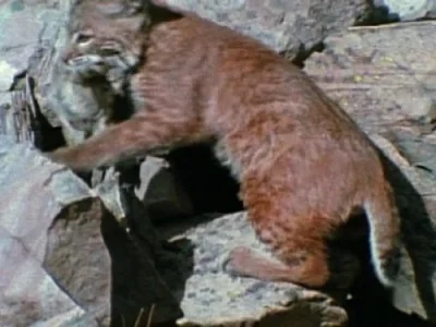 Marmot Mountain