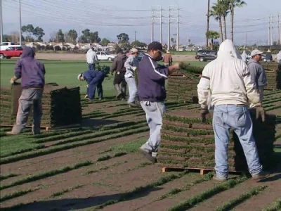 Lawns