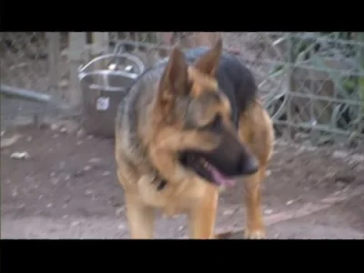 Katrina Dogs Part 2, Major Jones, and Josie
