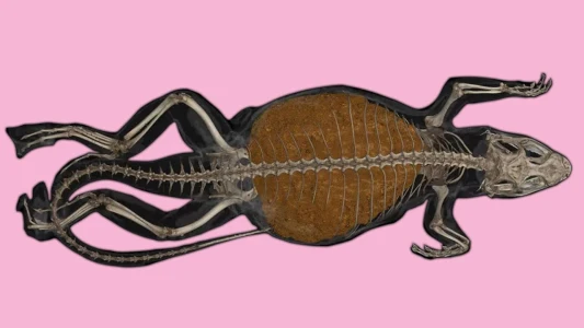 This Lizard Holds the World Record For Largest Ever Animal Poop