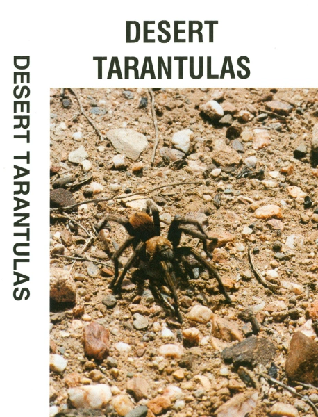 Desert Tarantulas