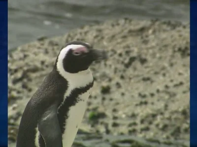 Penguins in Peril