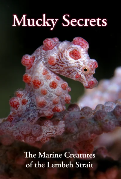 Mucky Secrets: The Marine Creatures of the Lembeh Strait