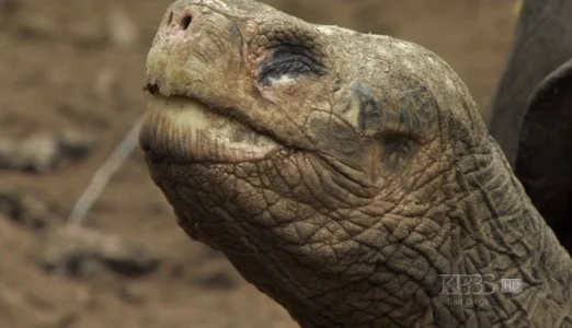 The Loneliest Animals