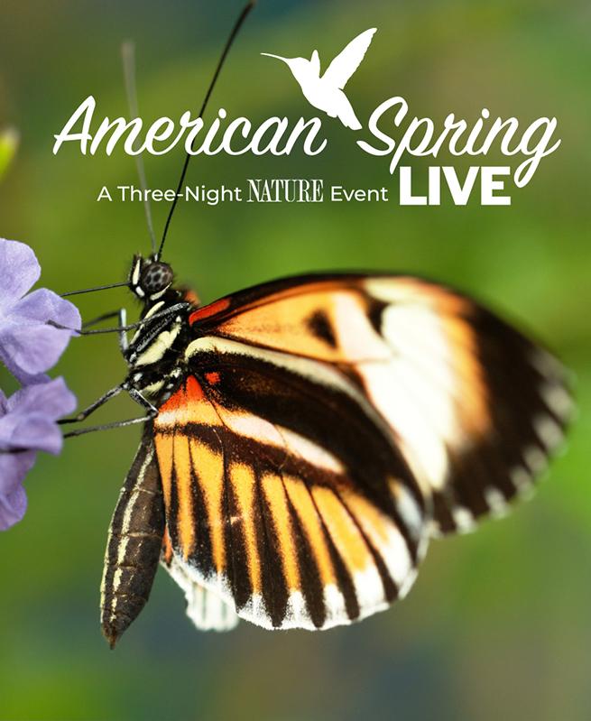American Spring Live