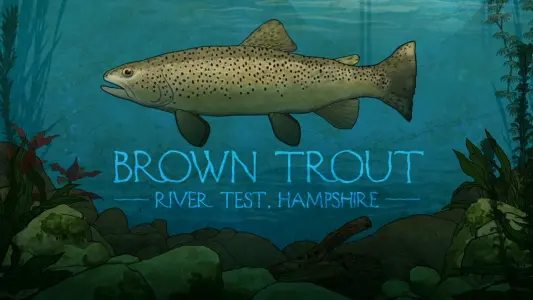 Brown Trout: River Test, Hampshire
