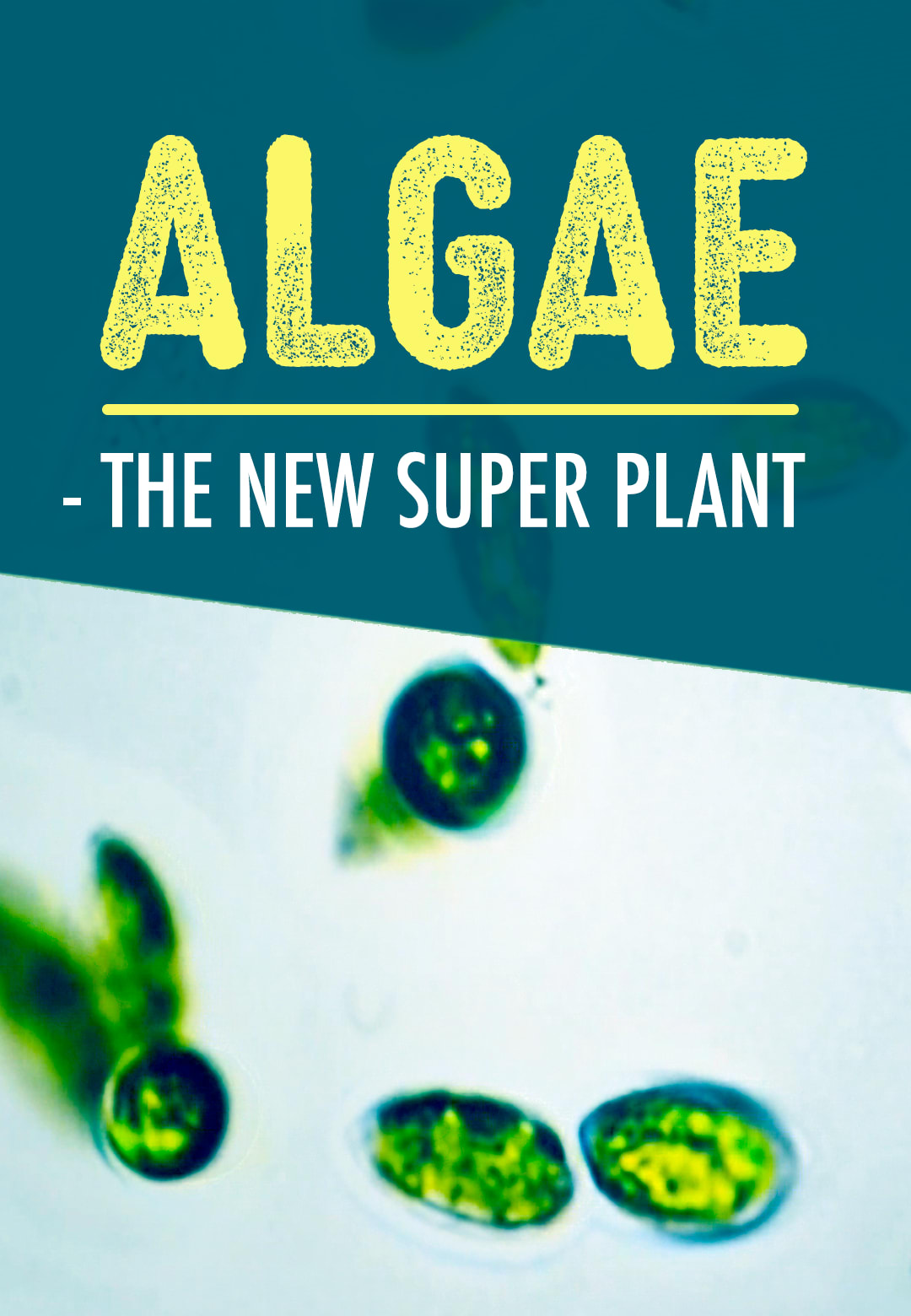 Algen: Ein unbekannter Rohstoff