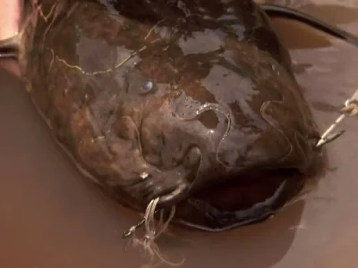 Congo Killer