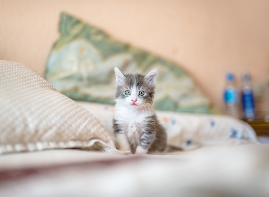 Niche Social Trends：Exploring Pet-Sharing, VR Hangouts Platforms
