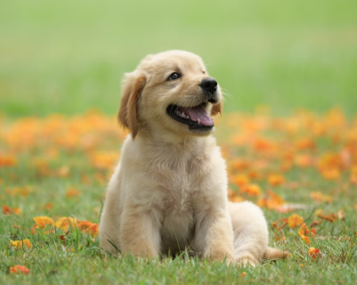 Most Pet Owners Don’t Know Their Dog Needs This After Age 7 — Vets Are Urging People to Pay Attention