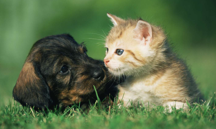 Pet Cremation Equipment Guide 2026: Launch a Profitable Pet Funeral Business
