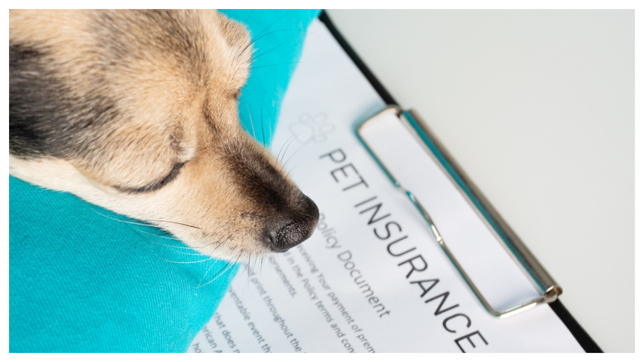 How to Cut Pet Insurance Costs in 2025: A Complete Guide to Saving on Coverage for Your Furry Friends image
