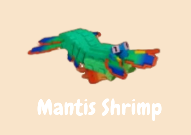 grow a garden mantis shrimp